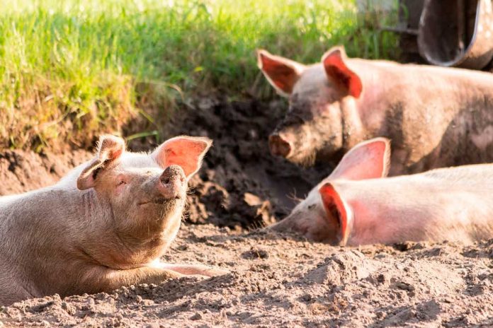 Facultad de Ciencias Veterinarias UdeC se une a los esfuerzos por evitar que ingrese al país la Peste Porcina Africana