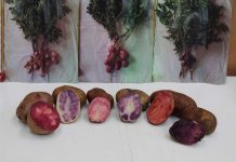 Proyecto trabaja para mejorar papas nativas y generar una nueva variedad que soporte el cambio climático La investigadora Carolina Lizana y Anita Behn, de la Universidad Austral de Chile (UACh), trabajan para adaptar papas mejoradas a condiciones de poca agua, mayores temperaturas y dar valor agregado a este cultivo