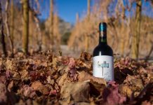 Vinos Ayllu del Desierto de Atacama ganan Oro en Italia