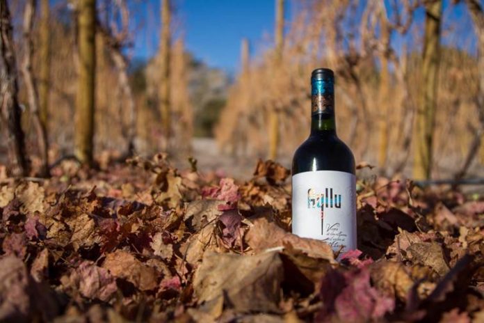 Vinos Ayllu del Desierto de Atacama ganan Oro en Italia