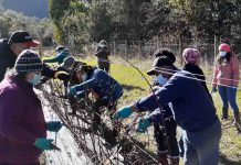 Agricultoras de Futrono se capacitan en poda de formación en las principales especies de berries