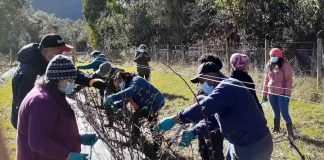 Agricultoras de Futrono se capacitan en poda de formación en las principales especies de berries