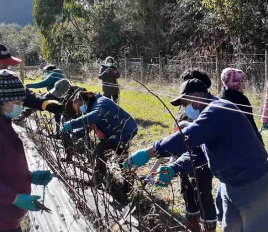 Agricultoras de Futrono se capacitan en poda de formación en las principales especies de berries