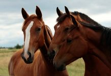 Buscan validar en ensayos clínicos el uso de células madre para el tratamiento de enfermedades equinas