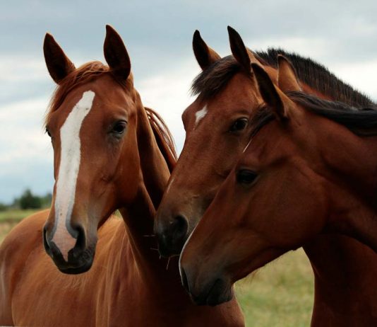 Buscan validar en ensayos clínicos el uso de células madre para el tratamiento de enfermedades equinas