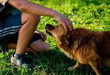 Consejos para manejar el estrés o ansiedad de sus mascotas