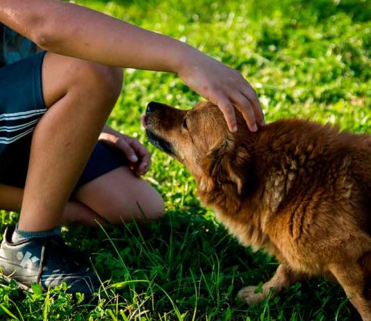 Consejos para manejar el estrés o ansiedad de sus mascotas