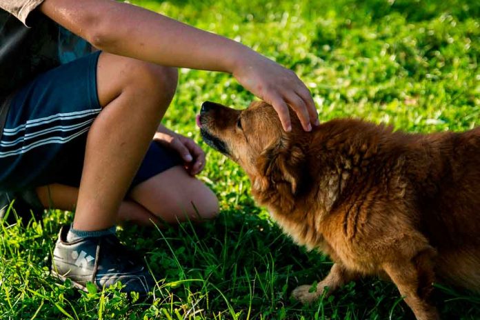 Consejos para manejar el estrés o ansiedad de sus mascotas