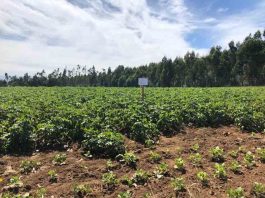 Delegado presidencial realiza solicitud para declarar emergencia agrícola en la región del Biobío 