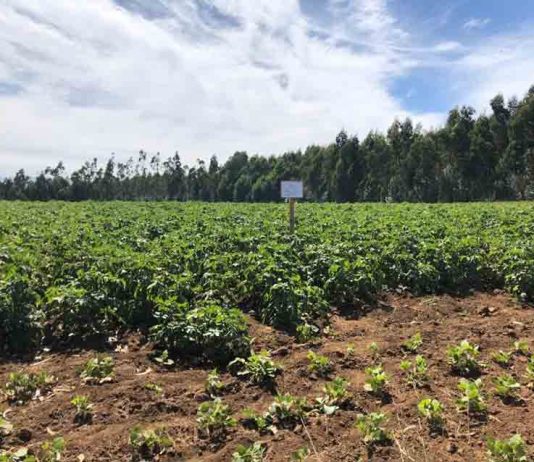 Delegado presidencial realiza solicitud para declarar emergencia agrícola en la región del Biobío 