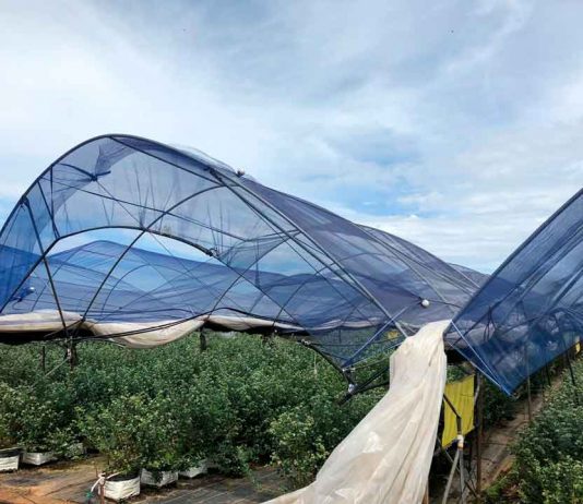 En México otorgan patente que permitirá expandir mallas foto-selectivas generadas en Agronomía UdeC