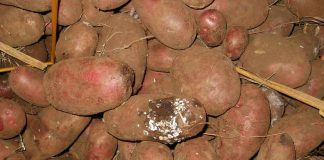 Enfermedades que afectan a las papas serán abordadas en Semana de Sanidad Vegetal y Medio Ambiente