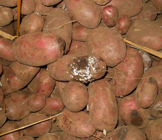 Enfermedades que afectan a las papas serán abordadas en Semana de Sanidad Vegetal y Medio Ambiente