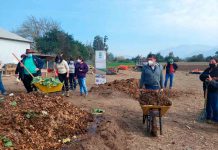 Extensionistas de INIA la platina realizaron día de Campo en Melipilla para impulsar alternativas sustentables al uso del fuego en tareas agrícolas