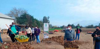 Extensionistas de INIA la platina realizaron día de Campo en Melipilla para impulsar alternativas sustentables al uso del fuego en tareas agrícolas