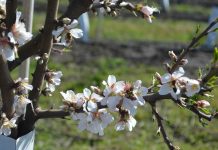 Gracias al cambio climático, florecen los primeros almendros en latitudes extremas