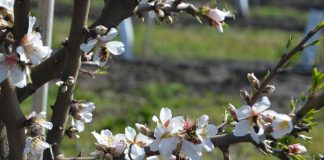 Gracias al cambio climático, florecen los primeros almendros en latitudes extremas