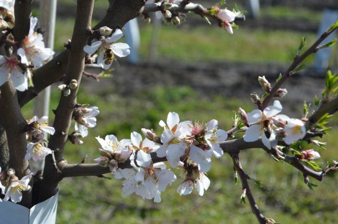 Gracias al cambio climático, florecen los primeros almendros en latitudes extremas