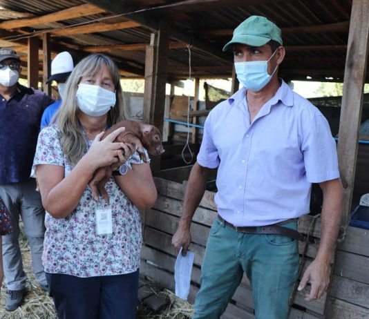 Inversiones por 121 millones de pesos tendrán productores ganaderos y porcinos de INDAP 