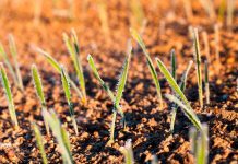 Las heladas tardías podrían dejar de ser un problema para los agricultores gracias a la inteligencia artificial