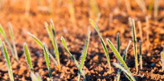 Las heladas tardías podrían dejar de ser un problema para los agricultores gracias a la inteligencia artificial