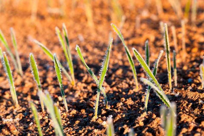 Las heladas tardías podrían dejar de ser un problema para los agricultores gracias a la inteligencia artificial