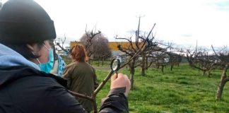 Mattheínos profundizaron en el manejo del ataque del cancro Europeo en el manzano