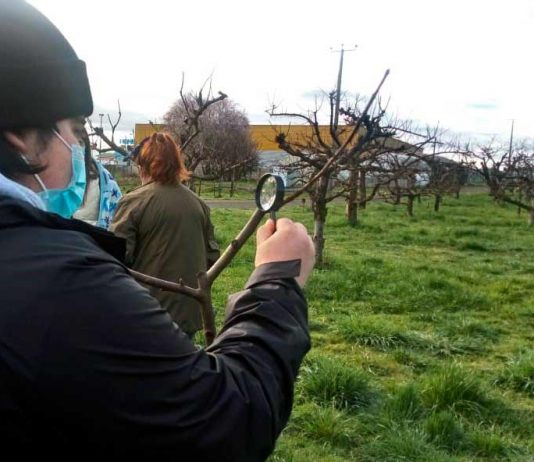 Mattheínos profundizaron en el manejo del ataque del cancro Europeo en el manzano