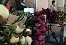 México es el próximo destino para peonias de Aysén