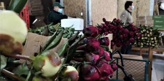 México es el próximo destino para peonias de Aysén