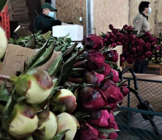 México es el próximo destino para peonias de Aysén