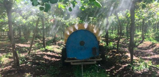 Polinización asistida en plantaciones