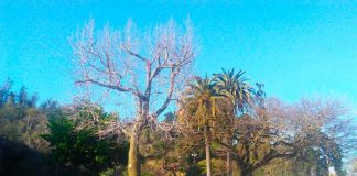 SAG Biobío capacitó a representantes de municipios sobre reconocimiento de plagas cuarentenarias en el arbolado urbano