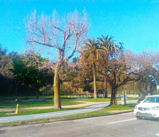 SAG Biobío capacitó a representantes de municipios sobre reconocimiento de plagas cuarentenarias en el arbolado urbano