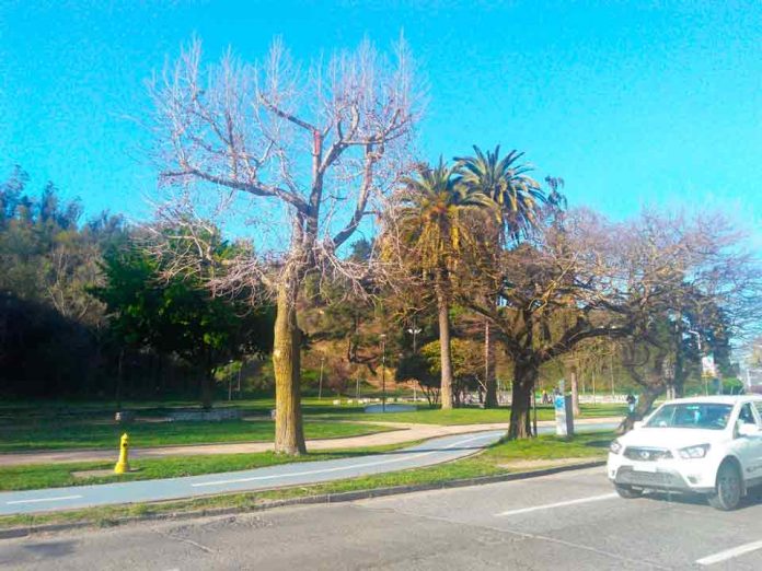 SAG Biobío capacitó a representantes de municipios sobre reconocimiento de plagas cuarentenarias en el arbolado urbano