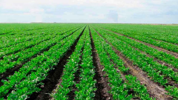 SAG Biobío se reunió con productores de semilla de exportación