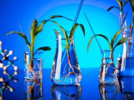 SAGO y ChileBio llaman a las autoridades a evaluar oportunidades de la biotecnología vegetal para la agricultura del sur de Chile