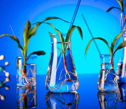 SAGO y ChileBio llaman a las autoridades a evaluar oportunidades de la biotecnología vegetal para la agricultura del sur de Chile
