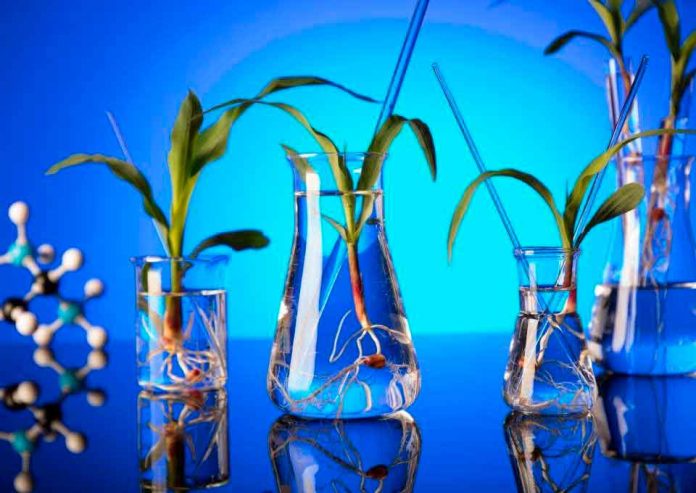 SAGO y ChileBio llaman a las autoridades a evaluar oportunidades de la biotecnología vegetal para la agricultura del sur de Chile