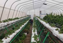 Vecinos de la Comunidad Indígena Atacameña de Talabre integran sistema autónomo de riego solar a sus invernaderos