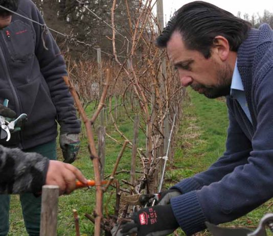 Viña Casa Klocker Prambs realiza primera “poda con respeto” como ejemplo de innovación abierta regional