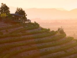 Viñedo la roblería de Ventisquero: Esta primavera trae sunsets con música en vivo y recorridos 4x4 por las alturas del valle de Apalta