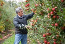 Hasta un 75% aumenta la cobertura del seguro agrícola de INDAP