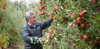 Hasta un 75% aumenta la cobertura del seguro agrícola de INDAP