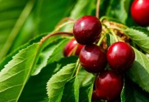 10th WORLD CHERRY CONFERENCE 2021