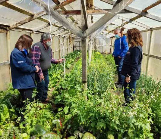 Agricultor apoyado por INDAP impulsa modelo productivo que rescata prácticas ancestrales