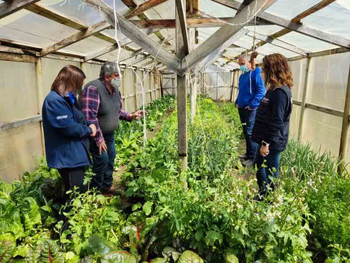 Agricultor apoyado por INDAP impulsa modelo productivo que rescata prácticas ancestrales