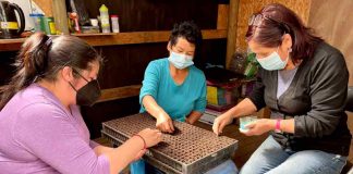 Agricultores del Prodesal Indap Los Ángeles reciben 48.000 plantas de hortalizas y frutales para aumentar su producción