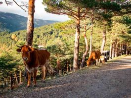 Agronomía UdeC participa en proyecto de Silvopastoreo en la comuna de Yungay