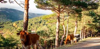 Agronomía UdeC participa en proyecto de Silvopastoreo en la comuna de Yungay